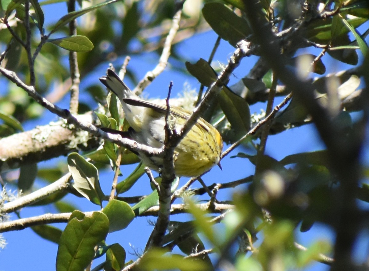 Cape May Warbler - Robert Bradley