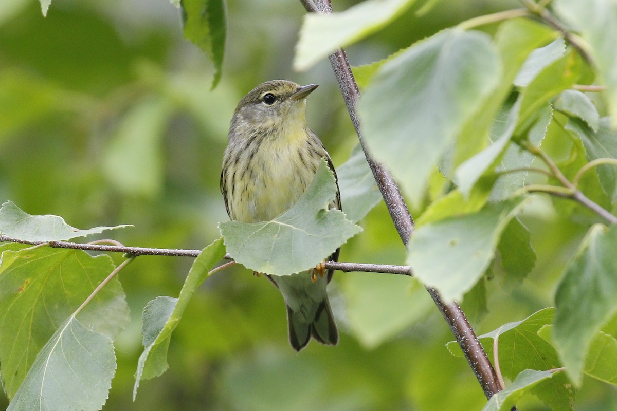 Blackpoll Warbler - ML61006811