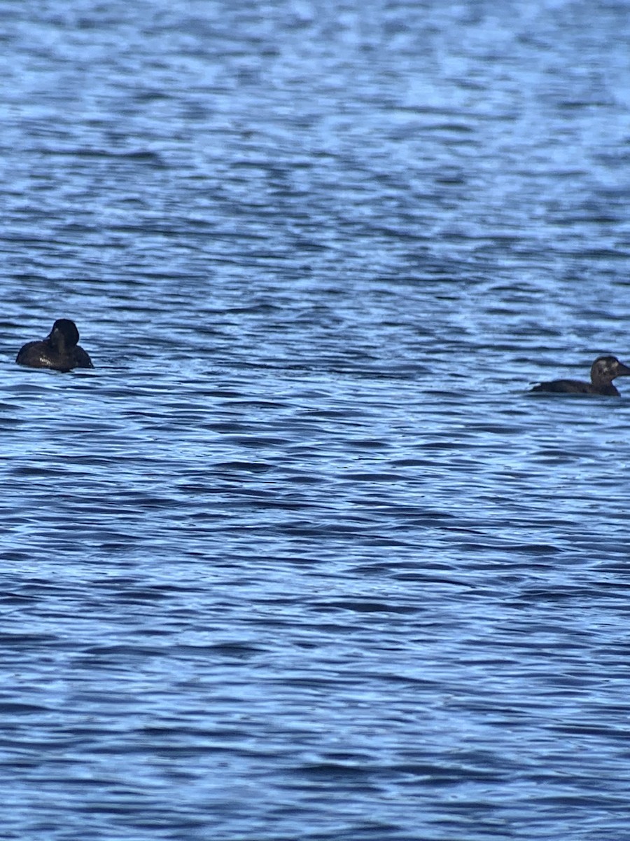 Surf Scoter - ML610068111