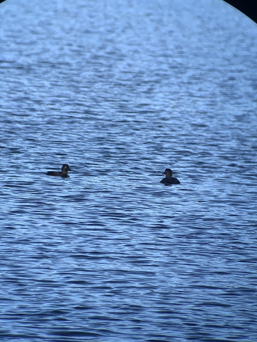 Surf Scoter - ML610068113