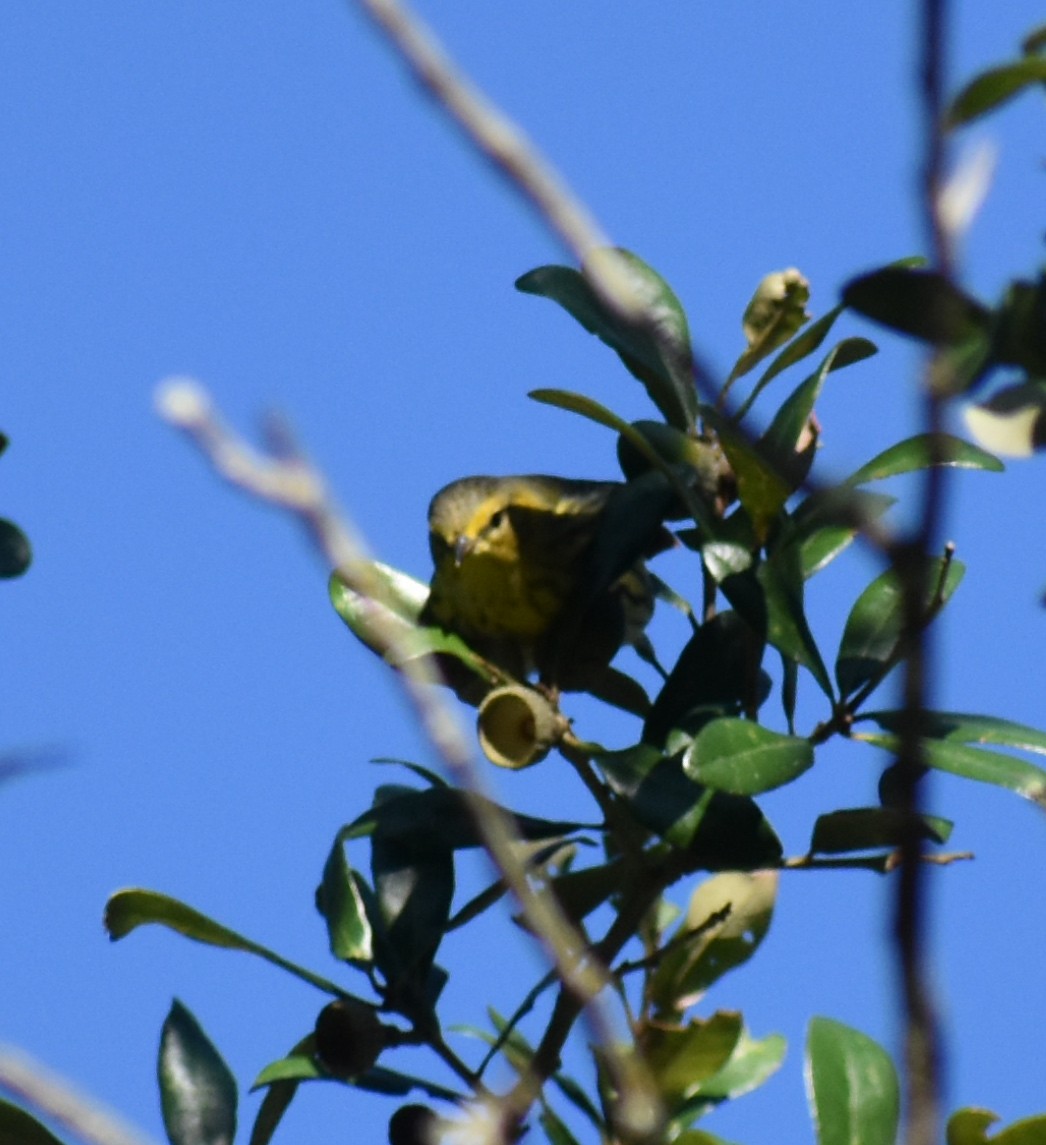 Cape May Warbler - Robert Bradley