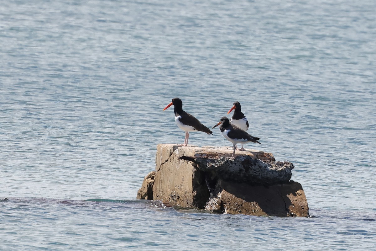 American Oystercatcher - ML610068157