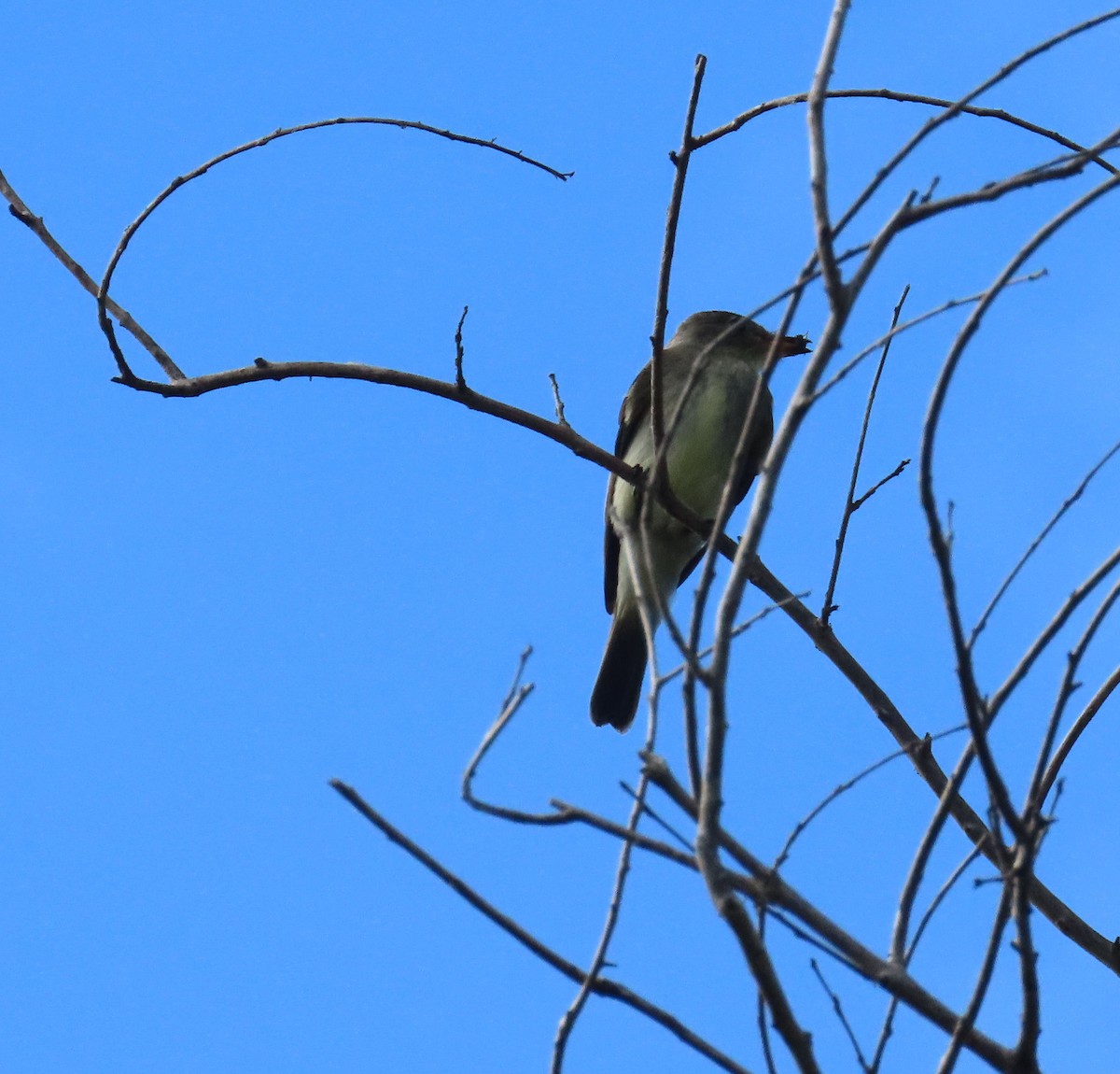 Eastern Wood-Pewee - ML610068209