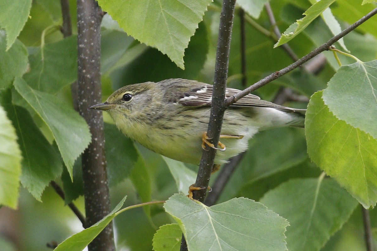 Blackpoll Warbler - Donna Pomeroy