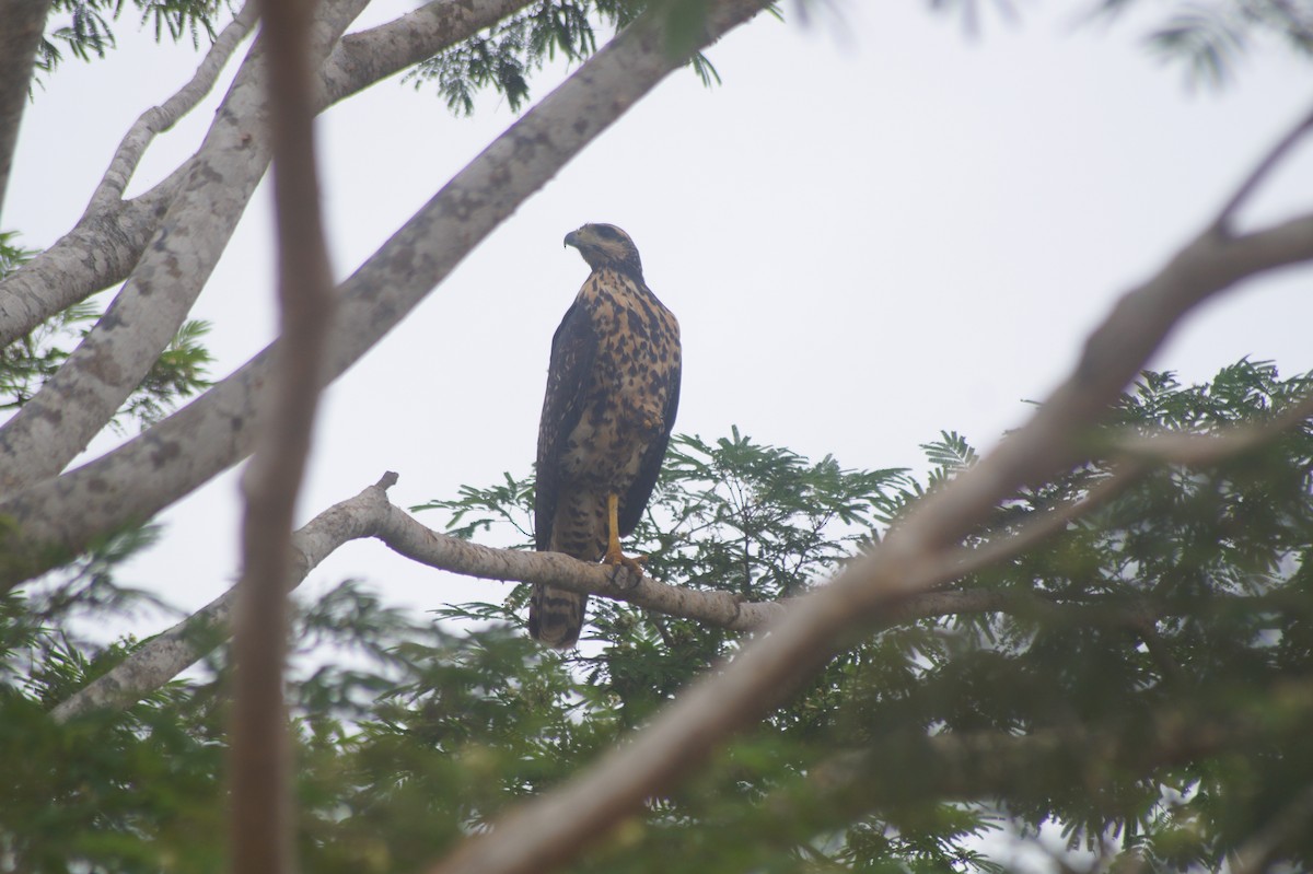 Great Black Hawk - ML610068217