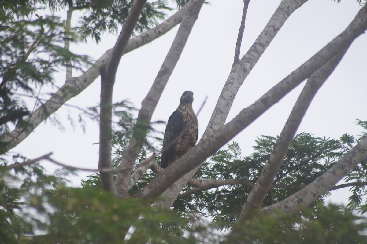 Great Black Hawk - ML610068218