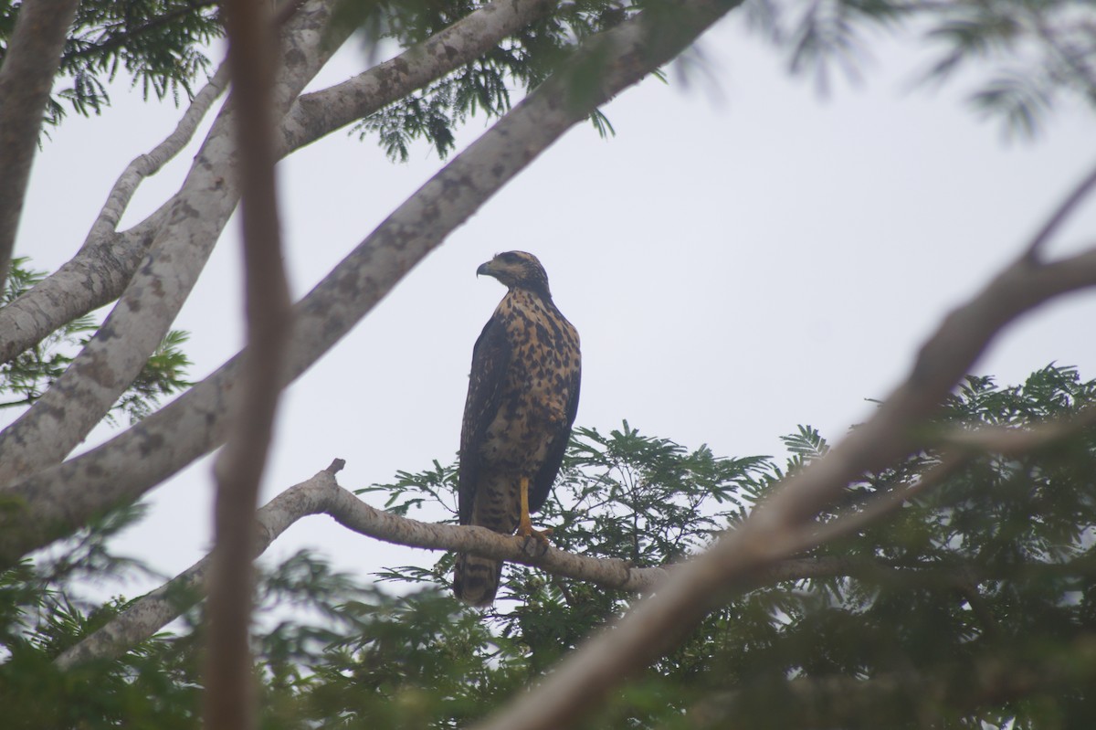 Great Black Hawk - ML610068219