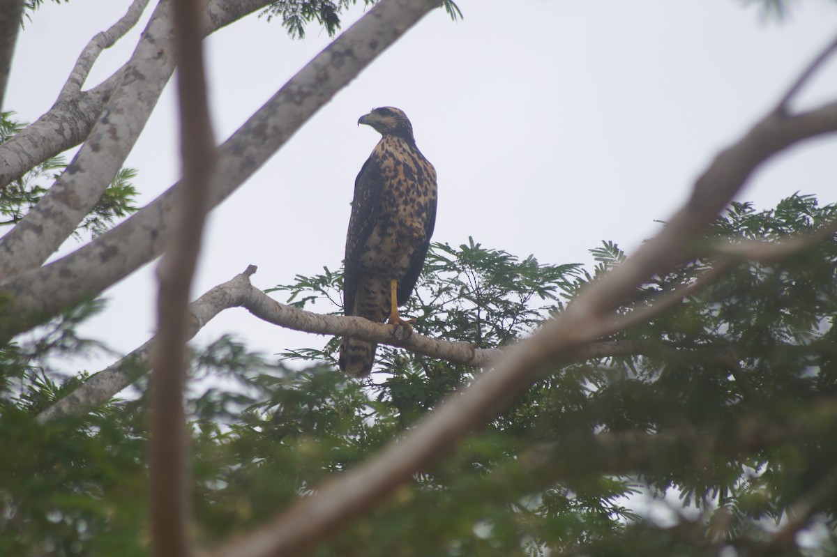 Great Black Hawk - ML610068220