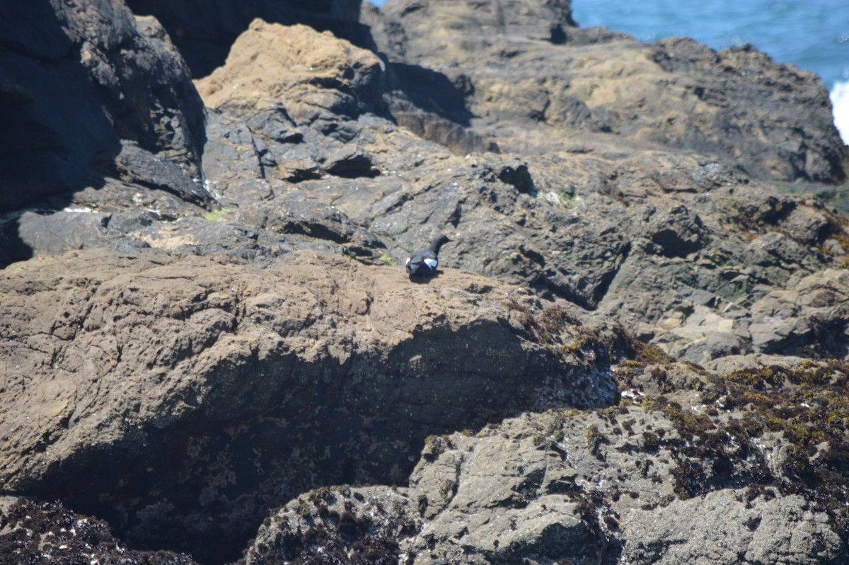 Pigeon Guillemot - ML610068233