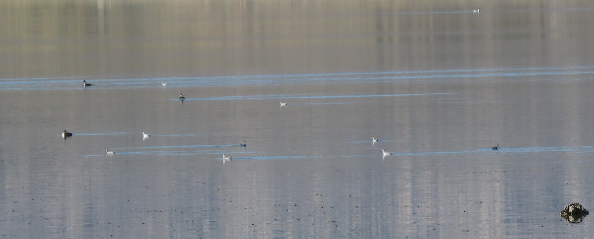 Phalarope à bec étroit - ML610068238