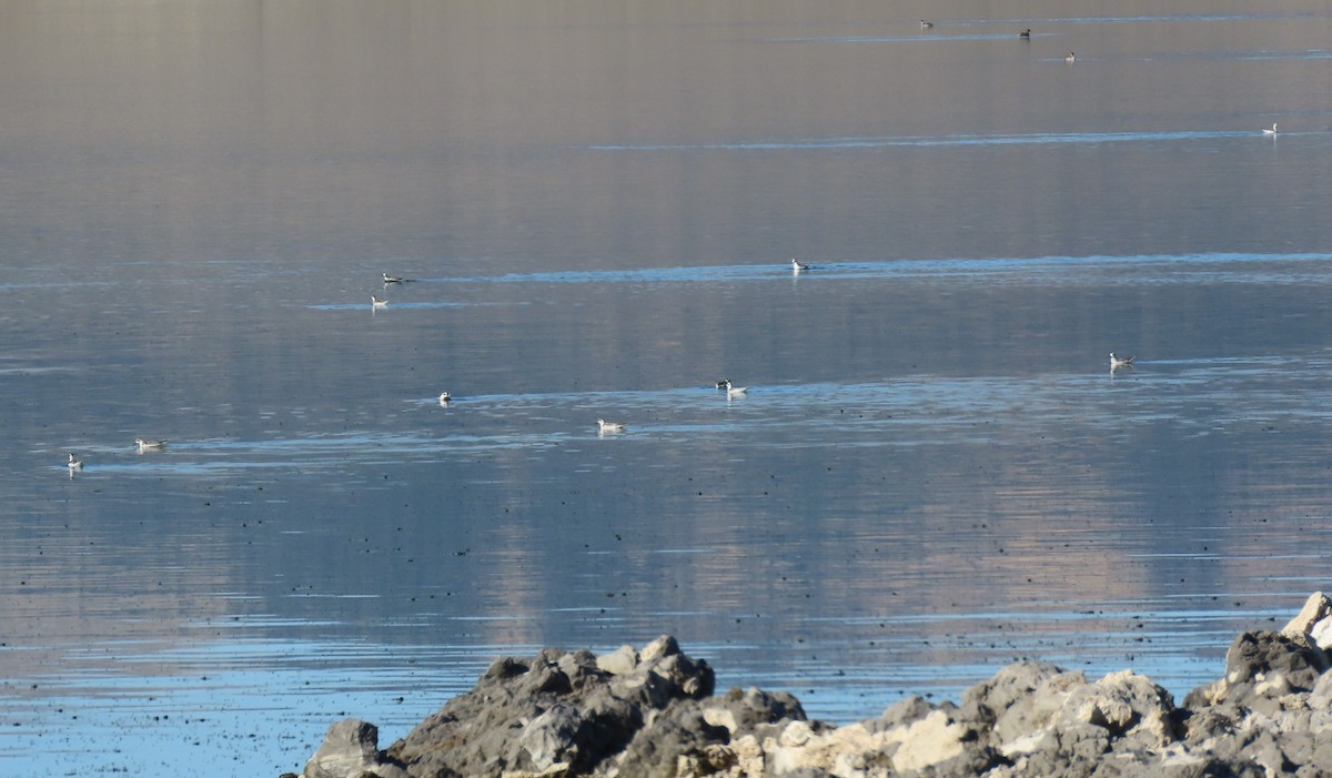 Phalarope à bec étroit - ML610068239