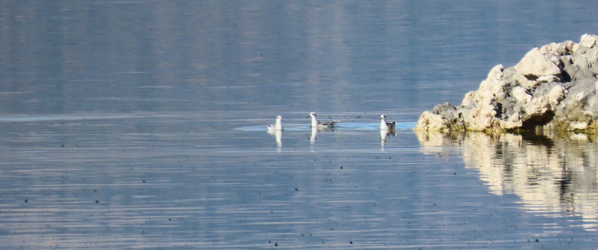 Phalarope à bec étroit - ML610068242