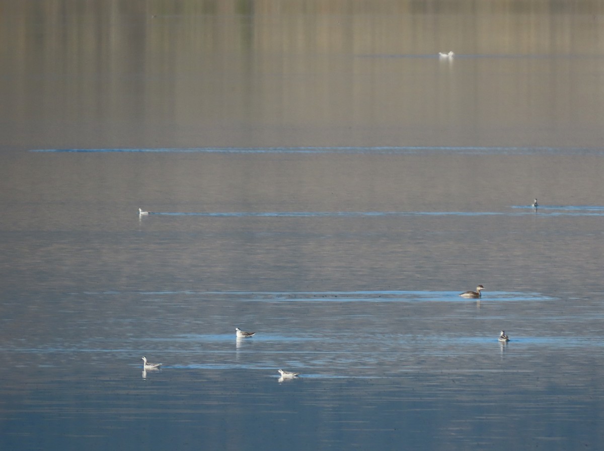 Red-necked Phalarope - ML610068243