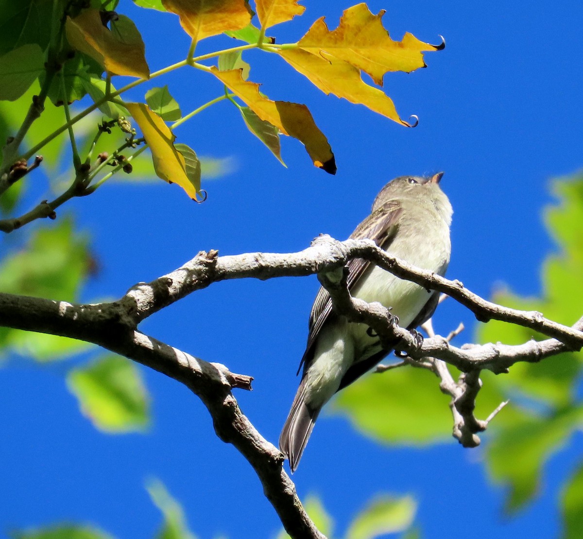 Eastern Wood-Pewee - Monica Higgins