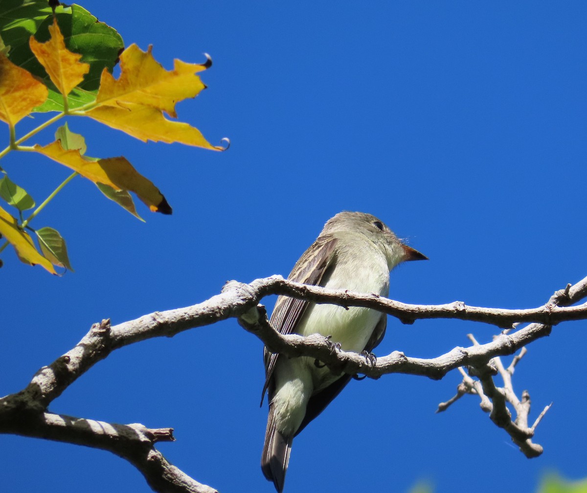 Eastern Wood-Pewee - ML610068263