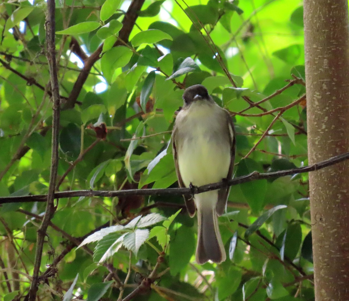 Eastern Phoebe - ML610068265