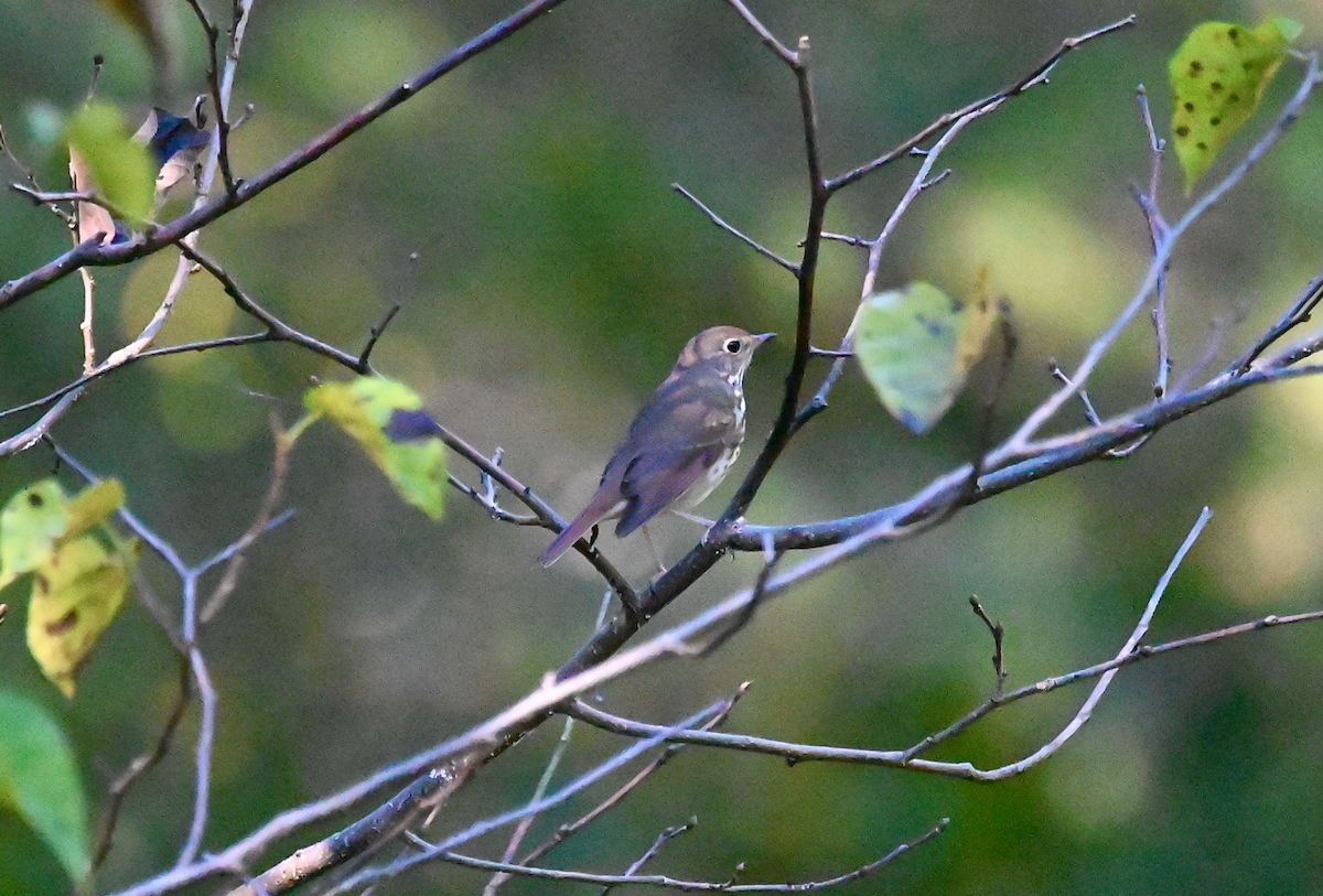 Hermit Thrush - ML610068296