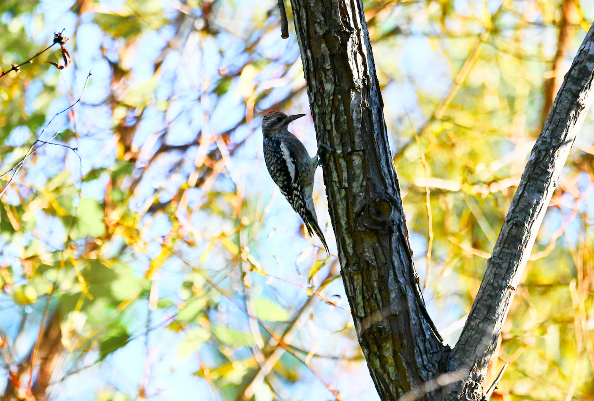 Yellow-bellied Sapsucker - ML610068298