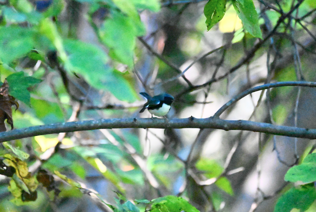 Black-throated Blue Warbler - ML610068300