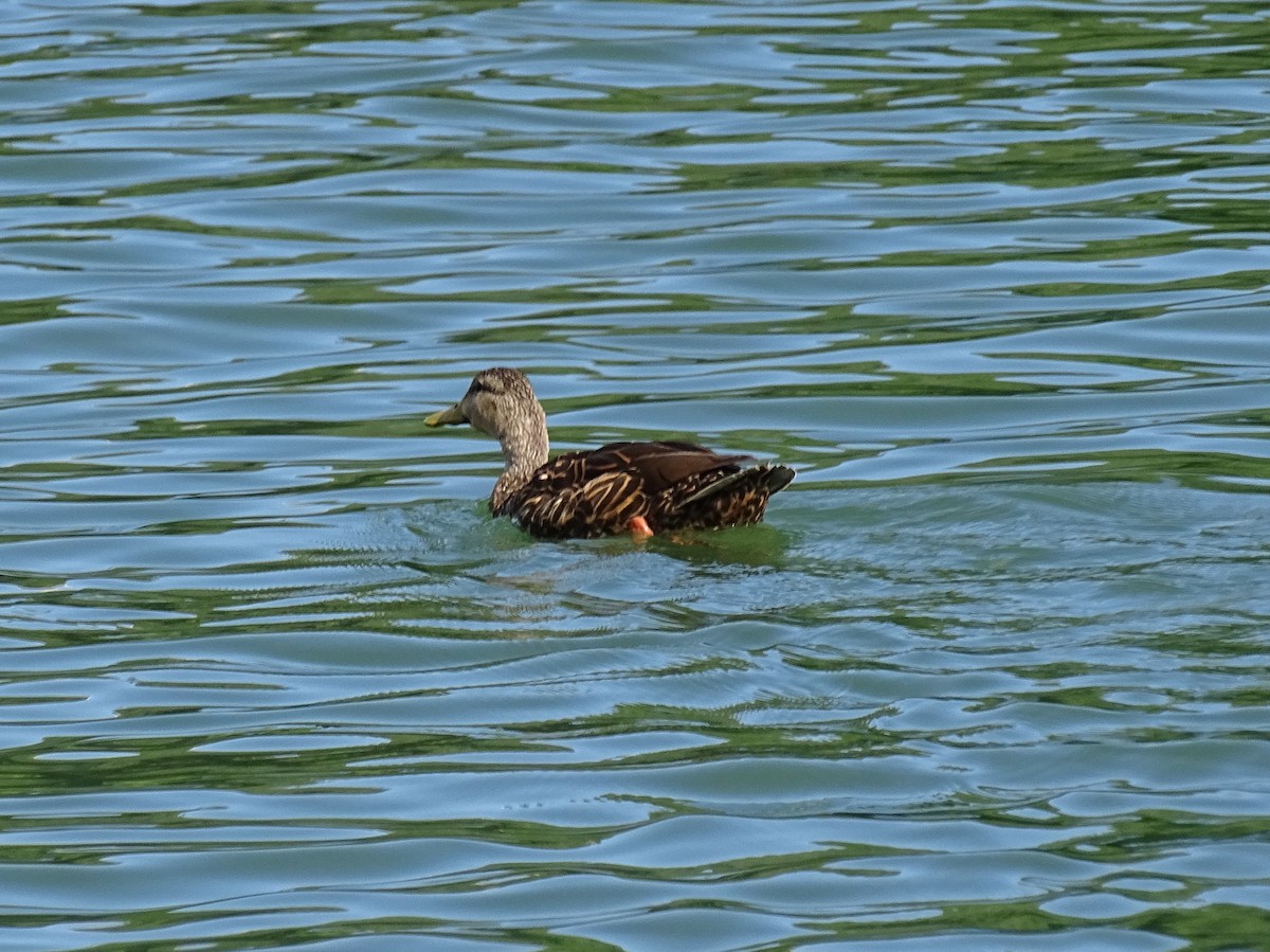 Mottled Duck - Jane Tillman