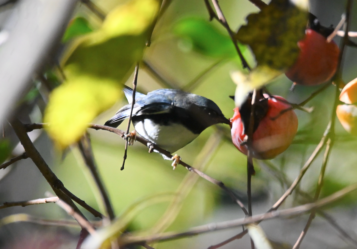 Black-throated Blue Warbler - ML610068313