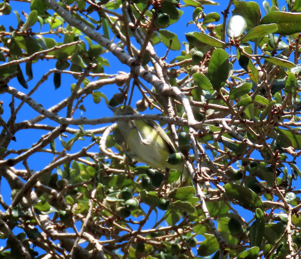 Viréo aux yeux blancs - ML610068314