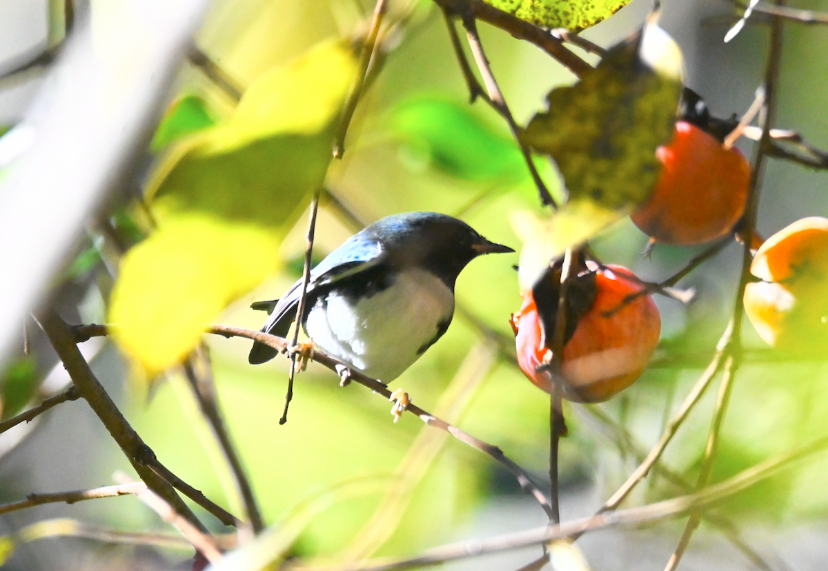 Black-throated Blue Warbler - ML610068315