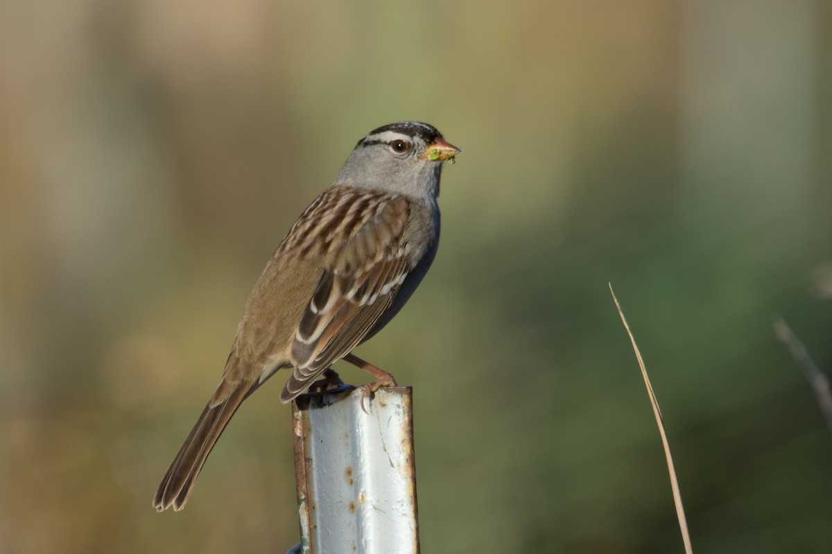 White-crowned Sparrow - Richard Trinkner