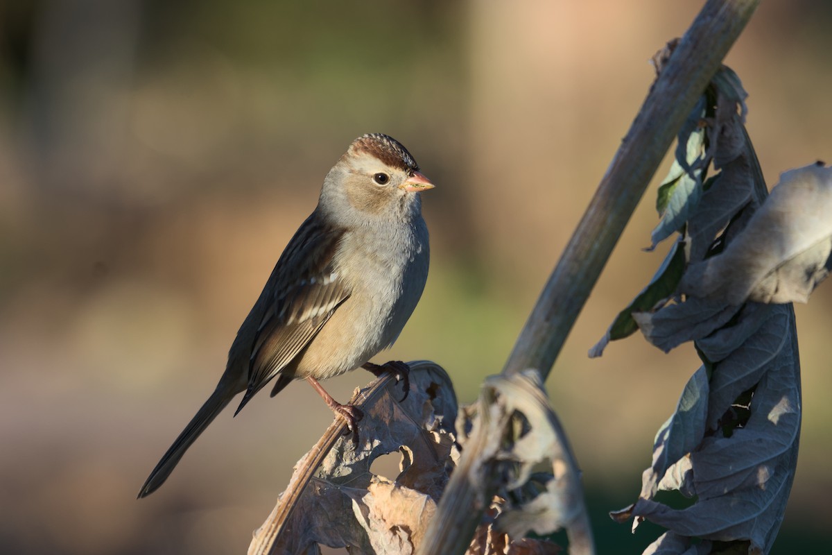 White-crowned Sparrow - ML610068324