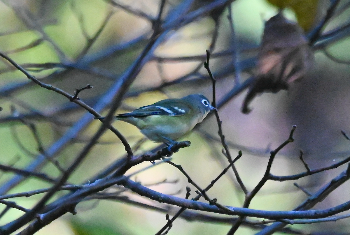 Blue-headed Vireo - ML610068326