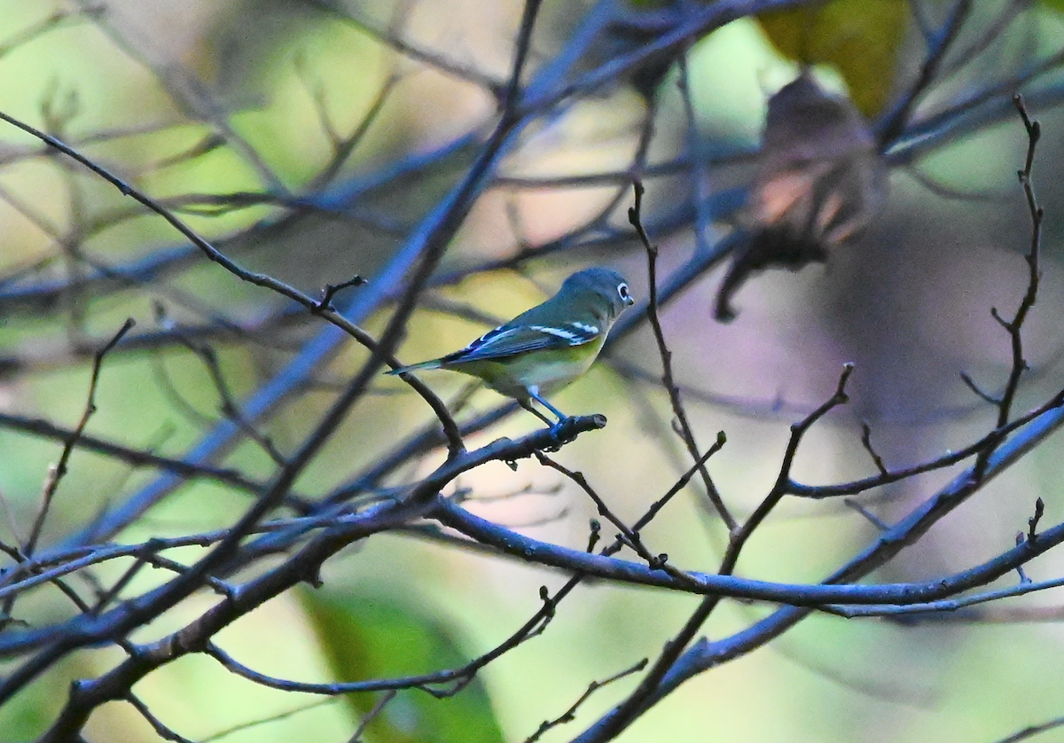 Blue-headed Vireo - ML610068327