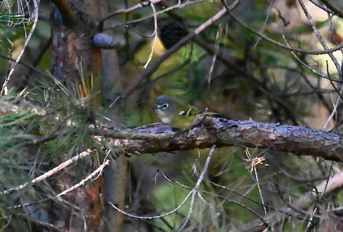 Blue-headed Vireo - ML610068332