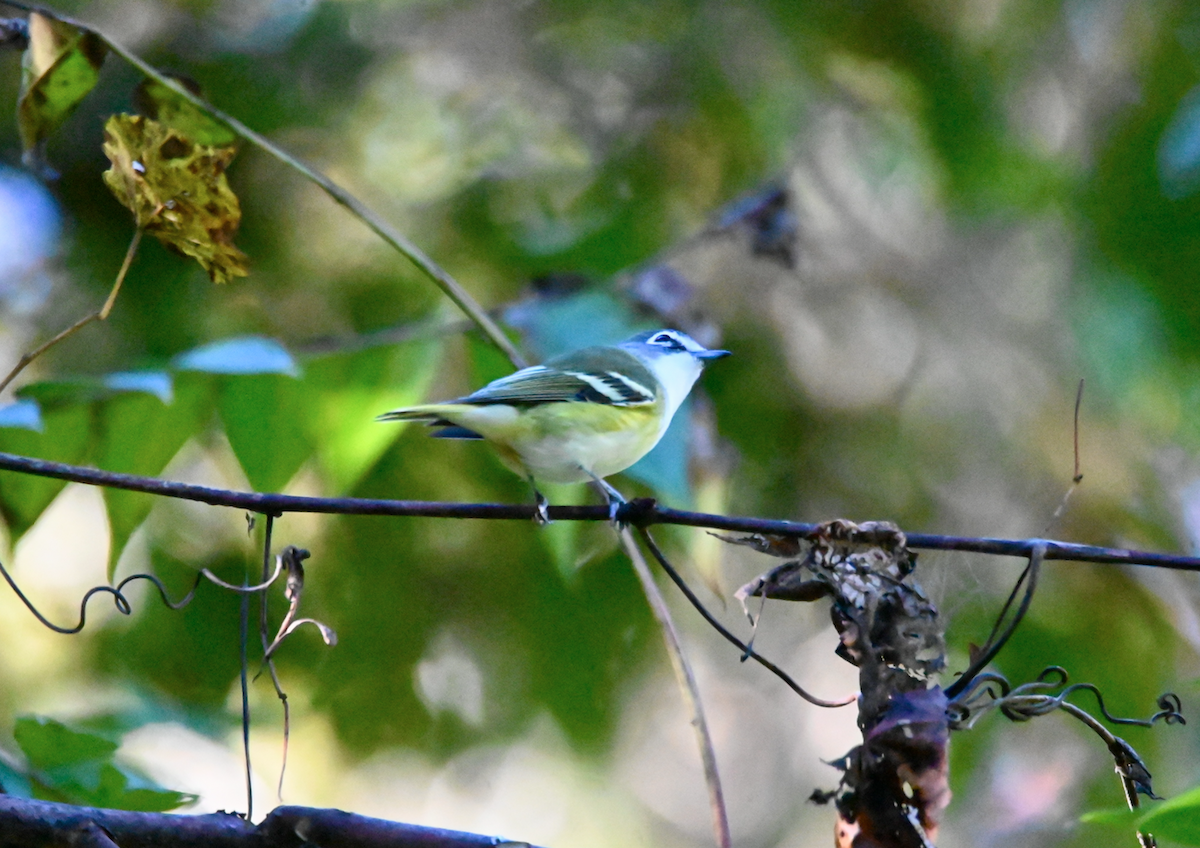 Blue-headed Vireo - ML610068339