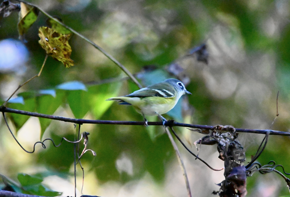 Vireo Solitario - ML610068340