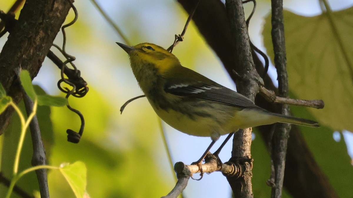 Black-throated Green Warbler - Tim Lenz