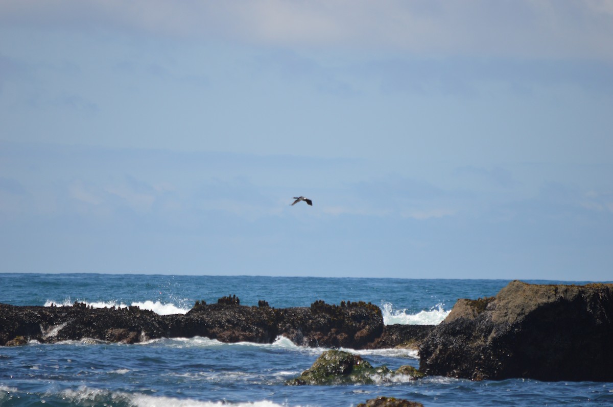 Pelagic Cormorant - Xyloh L.