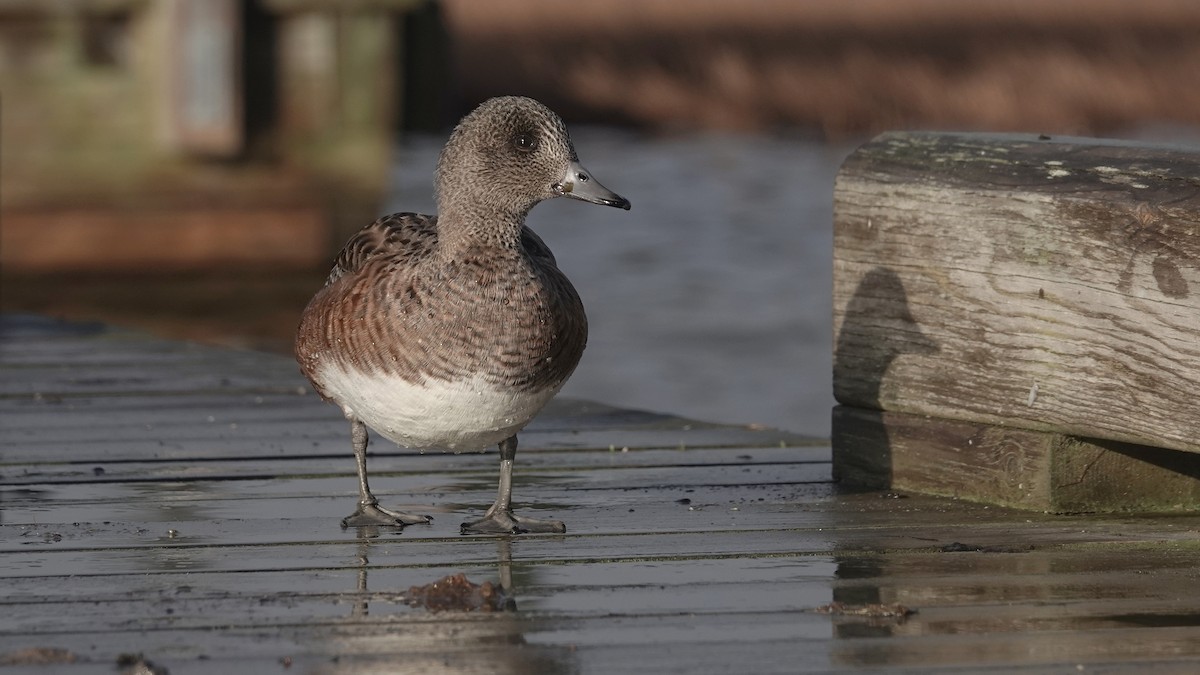 American Wigeon - Barry Day