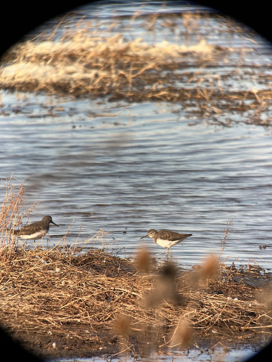 Green Sandpiper - Ann Monk