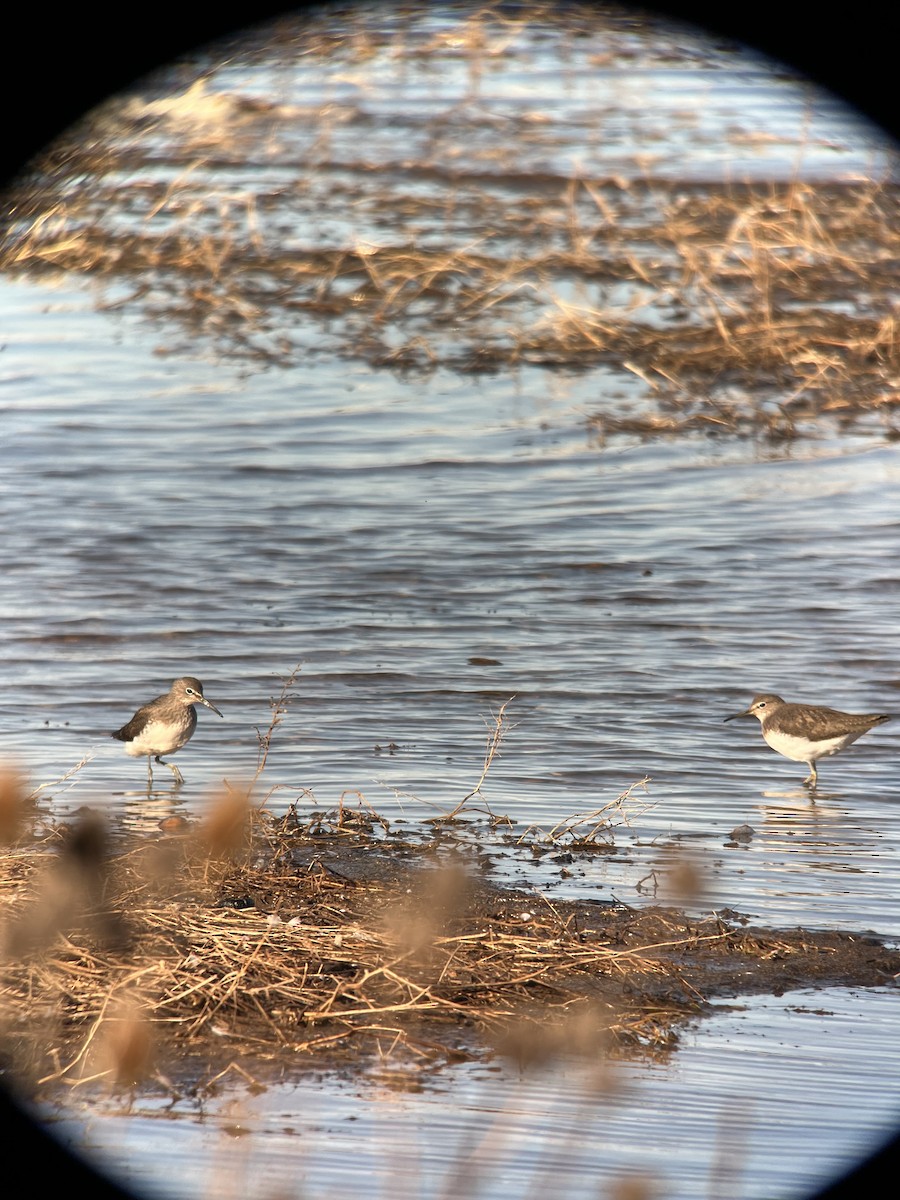 Green Sandpiper - Ann Monk