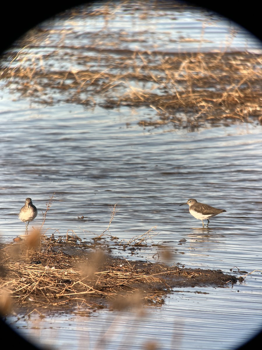 Green Sandpiper - Ann Monk