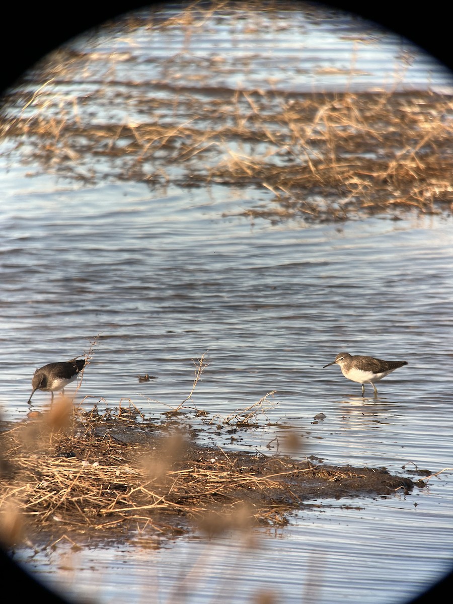 Green Sandpiper - Ann Monk