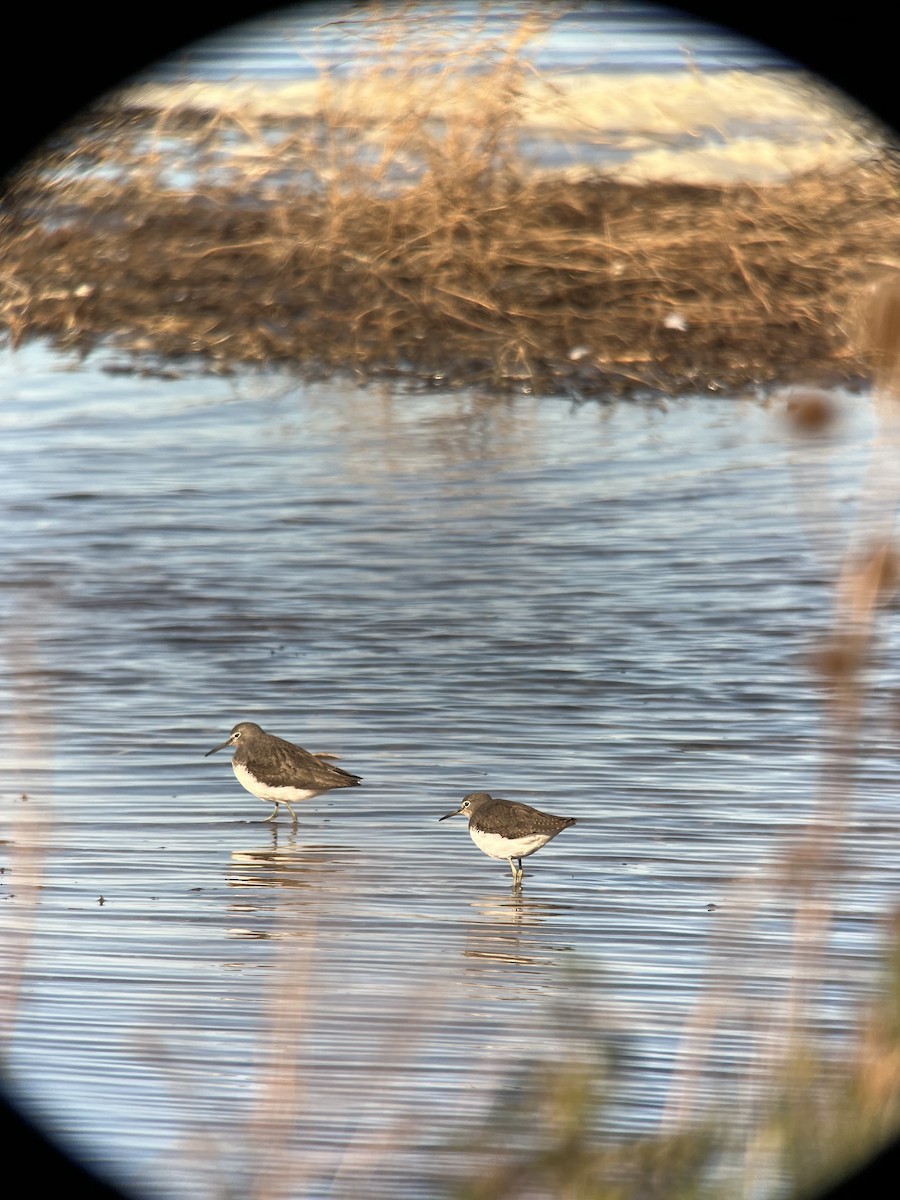 Green Sandpiper - ML610068468