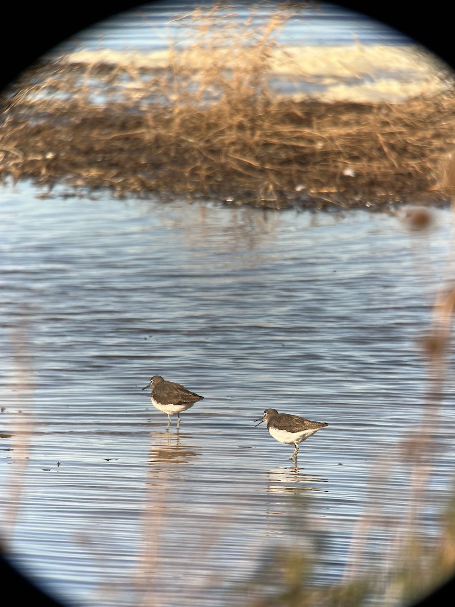 Green Sandpiper - Ann Monk