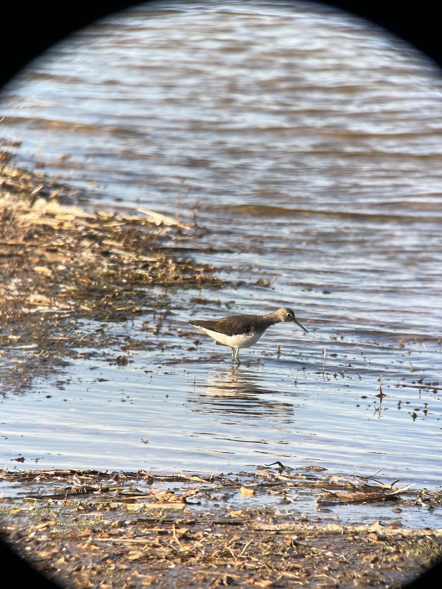 Green Sandpiper - Ann Monk