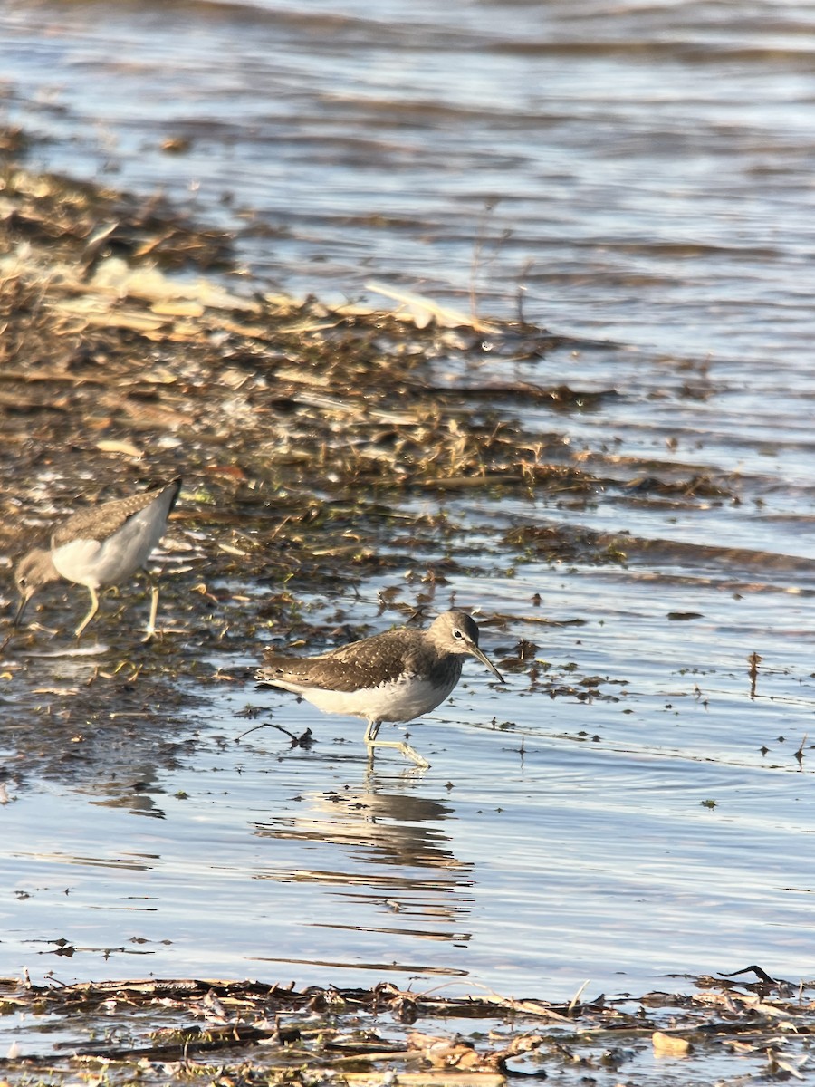 Green Sandpiper - ML610068473