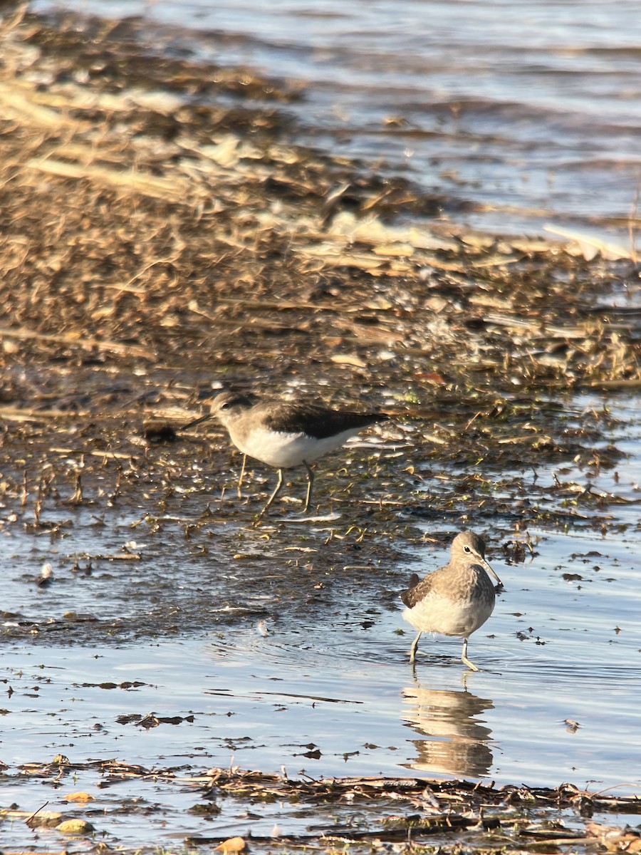 Green Sandpiper - ML610068474