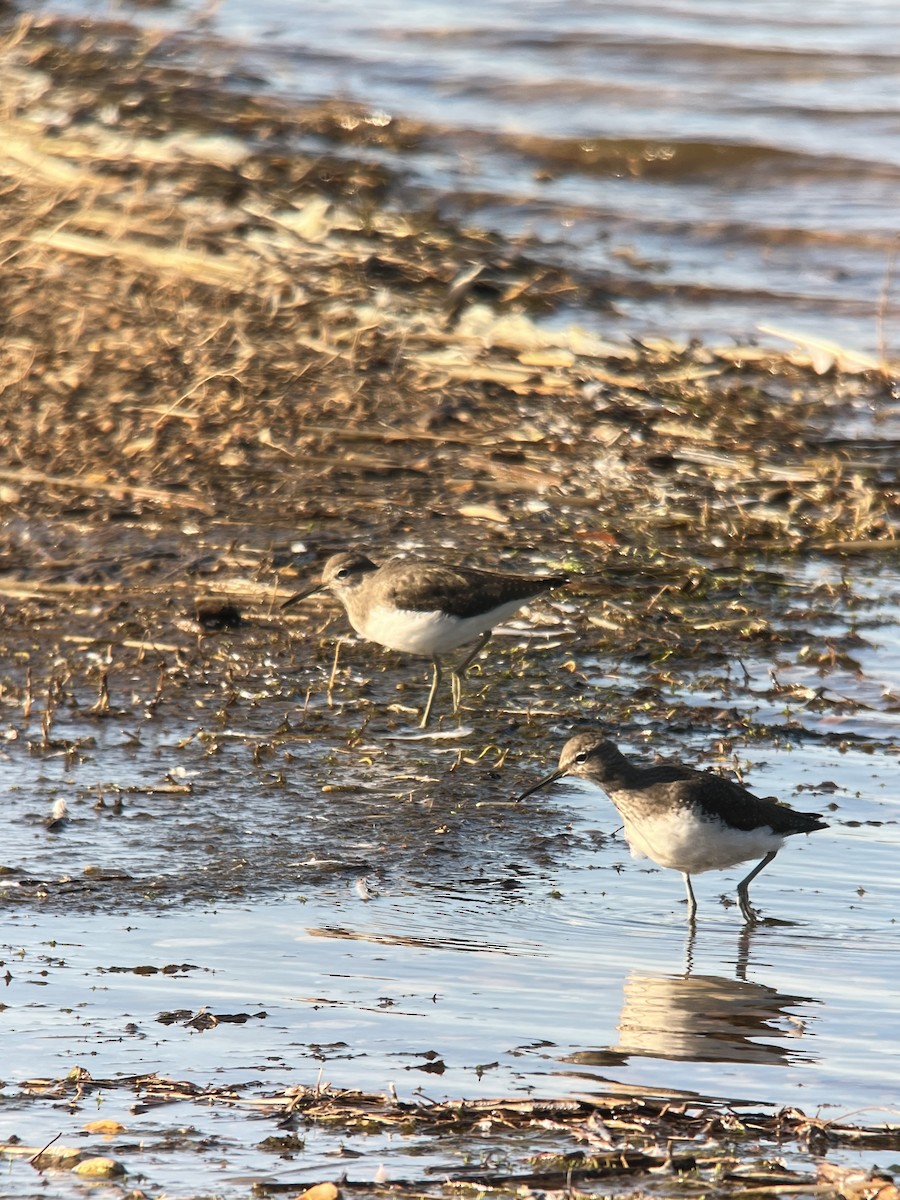 Green Sandpiper - ML610068475