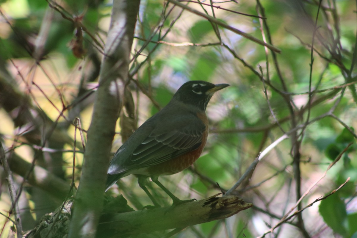 American Robin - ML610068497