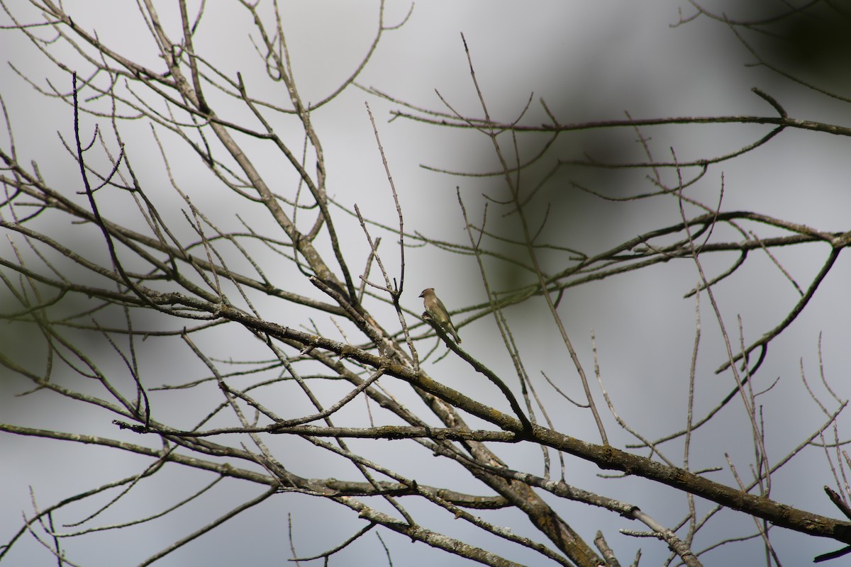 Cedar Waxwing - ML610068503