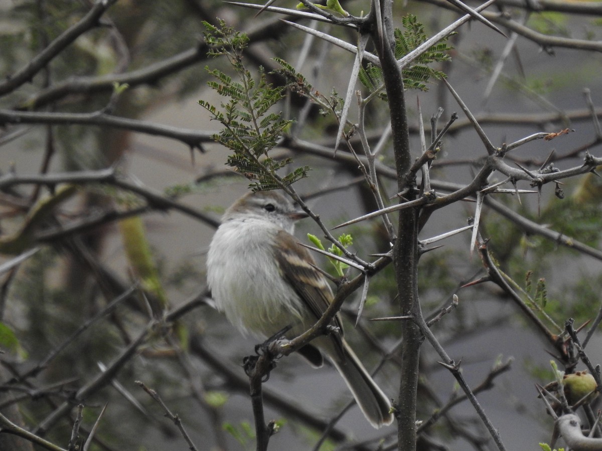 Northern Mouse-colored Tyrannulet - ML610068510